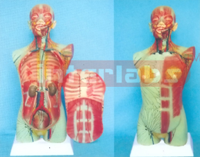 85 CM TALL, HUMAN TORSO MODEL SHOWING LYMPHIC DISTRIBUTIONS